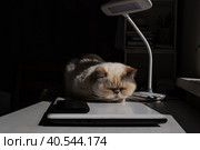 Cute beige domestic cat lit by the sunlight sleeps cozily on a laptop. The breed is exot, color red point. Стоковое фото, фотограф Ирина Кононова / Фотобанк Лори