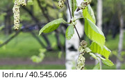 A young birch branch with flowering catkins in early spring. A natural sketch. Biroll. Стоковое видео, видеограф Ярославский Максим / Фотобанк Лори