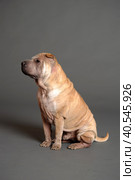 Chinese Shar Pei dog. Стоковое фото, фотограф Анна Кривицкая / Фотобанк Лори