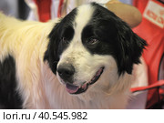 Pyrenean Mastiff. Стоковое фото, фотограф Анна Кривицкая / Фотобанк Лори