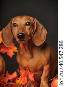 Portrait of an adorable Dachshund dog, studio shot, isolated on black. Стоковое фото, фотограф Анна Кривицкая / Фотобанк Лори