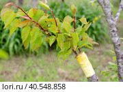 accustomed growing graft of apricot to plum. Green leaves on the scion. Стоковое фото, фотограф Коханова Наталья / Фотобанк Лори