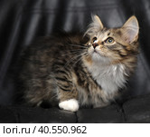 Beautiful fluffy kitten on a dark background. Стоковое фото, фотограф Анна Кривицкая / Фотобанк Лори