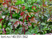 Young red rose shoots in a spring. Стоковое фото, фотограф Володина Ольга / Фотобанк Лори