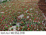 Rows of balsam seedling. Lots of balsamine bushes in plastic pots. Стоковое фото, фотограф Яков Филимонов / Фотобанк Лори