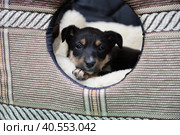 маленький щенок в будке. Стоковое фото, фотограф Юлия Можина / Фотобанк Лори