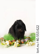 Black bunny flowers and Easter eggs. Стоковое фото, фотограф Анна Кривицкая / Фотобанк Лори