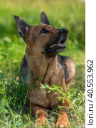 Old german shepherd among green grass. Стоковое фото, фотограф Анна Кривицкая / Фотобанк Лори