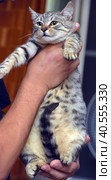 Gray with stripes cat in hands. Стоковое фото, фотограф Анна Кривицкая / Фотобанк Лори