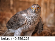 Close-up of a  falcon. Стоковое фото, фотограф Анна Кривицкая / Фотобанк Лори