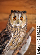 Screech Owl in Cage. Стоковое фото, фотограф Анна Кривицкая / Фотобанк Лори