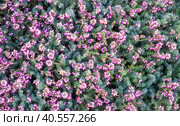 Flowering Heather. Erica gracilis. Стоковое фото, фотограф Ирина Кононова / Фотобанк Лори