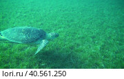 Дайвинг в Красном море. Морская черепаха. Морская лужайка. Стоковое видео, видеограф Галина / Фотобанк Лори