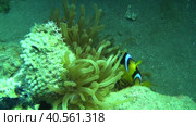 Дайвинг в Красном море.  Клоуны. Немо. Стоковое видео, видеограф Галина / Фотобанк Лори