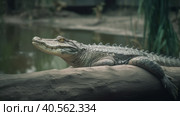 False Gharial have sunbathing near its pond Illustration AI Generative. Стоковое AI-изображение, AI-художник Юлия Гапеенко / Фотобанк Лори