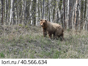Бурый камчатский медвежонок в диком лесу. Стоковое фото, фотограф syngach / Фотобанк Лори