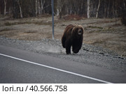 Бурый Камчатский  медведь бежит по обочине дороги. Стоковое фото, фотограф syngach / Фотобанк Лори