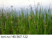 A swarm of mosquitoes over the marsh grass. Стоковое фото, фотограф Ирина Вершинская / Фотобанк Лори