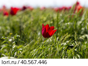 Россия, Калмыкия. Дикорастущие красные тюльпаны Шренка (Геснера) на берегу озера Маныч. Стоковое фото, фотограф Ольга Шуклина / Фотобанк Лори