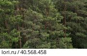 The drone's camera quickly descends from the tops of the pines to the forest path. Aerial photography from a drone. Natural beauty. Стоковое видео, видеограф Ярославский Максим / Фотобанк Лори
