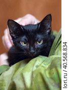 Cute little scared black kitten in hands. Стоковое фото, фотограф Анна Кривицкая / Фотобанк Лори