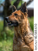 Old german shepherd among green grass. Стоковое фото, фотограф Анна Кривицкая / Фотобанк Лори