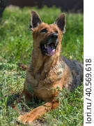 Old german shepherd among green grass. Стоковое фото, фотограф Анна Кривицкая / Фотобанк Лори