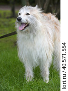 White fluffy dog metis on the background of green grass. Стоковое фото, фотограф Анна Кривицкая / Фотобанк Лори