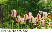 Beautiful white flowers with red stripes tulips swing in the wind in a sunny green garden. Стоковое видео, видеограф Александр Кротков / Фотобанк Лори