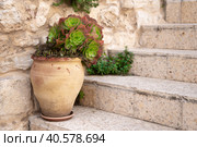 Blossoming sempervivum tectorum in clay flowerpot on the stone steps of a porch. Стоковое фото, фотограф Георгий Дзюра / Фотобанк Лори