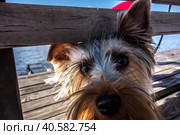 Щенок йоркширского терьера смотрит в камеру на фоне воды/ A small Yorkshire terrier looks through the ridge in the fence. Стоковое фото, фотограф Iva Noel / Фотобанк Лори