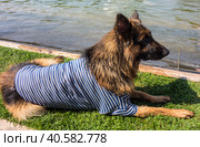 Служебная собака в мокрой тельняшке лежит на траве у воды/ день ВМФ/ Wet German shepherd in a vest closeup. Стоковое фото, фотограф Iva Noel / Фотобанк Лори
