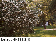 Decorative viburnum Buldenezh or Snow globe (Latin Viburnum opulus var sterile). Стоковое фото, фотограф Photojuli / Фотобанк Лори
