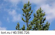 Pinus sylvestris. Ветви сосны обыкновенной со свежими побегами на фоне неба с облаками на севере Западной Сибири. Стоковое видео, видеограф Григорий Писоцкий / Фотобанк Лори