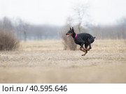 Собака бежит в поле. Стоковое фото, фотограф Писарев Александр Владимирович / Фотобанк Лори
