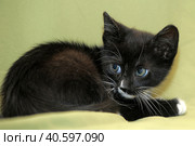 Funny black and white kitten. Стоковое фото, фотограф Анна Кривицкая / Фотобанк Лори