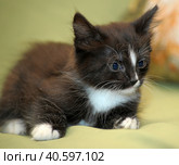 Funny black and white kitten. Стоковое фото, фотограф Анна Кривицкая / Фотобанк Лори