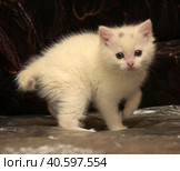 Little cute white kitten on a dark background. Стоковое фото, фотограф Анна Кривицкая / Фотобанк Лори