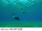 Scubadiver filming Sea Turtle swims down to seabed. Male aquanaut shoots video Green Sea Turtle (Chelonia mydas) dives on seagrass meadow and eating algae. Стоковое фото, фотограф Некрасов Андрей / Фотобанк Лори