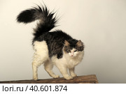 Norwegian forest cat on a tree. Стоковое фото, фотограф Анна Кривицкая / Фотобанк Лори