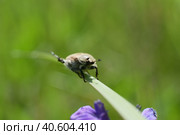 Жук кузька хлебный (Anisoplia austriaca) на траве. Стоковое фото, фотограф Mixail59 / Фотобанк Лори