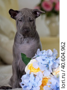Cute gray thai ridgeback puppy and a bouquet  flowers. Стоковое фото, фотограф Анна Кривицкая / Фотобанк Лори