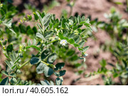 Chickpeas in garden with leaves. Chickpeas plant growing. Стоковое фото, фотограф Ольга Сейфутдинова / Фотобанк Лори