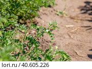 Chickpeas in garden with leaves. Chickpeas plant growing. Стоковое фото, фотограф Ольга Сейфутдинова / Фотобанк Лори