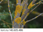 Tree trunk infected with fungi of the Teloschistaceae family. Стоковое фото, фотограф Володина Ольга / Фотобанк Лори