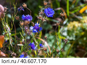 Cornflowers on a sunner day, macro photo with soft selective focus. Стоковое фото, фотограф EugeneSergeev / Фотобанк Лори