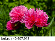 Цветы пиона, сорт Розеа Плена, крупный план. Стоковое фото, фотограф Евгения Потемкина / Фотобанк Лори