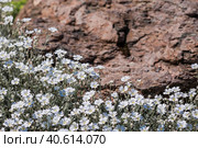 Plants and flowers. The Biberstein cup (Latin Cerastium biebersteinii).It is endemic to Crimea. The species is named after the German botanist Fedor Biberstein. Стоковое фото, фотограф Photojuli / Фотобанк Лори