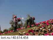 Landscaping of the Zaryadye Park in the center of the capital. Russia. Moscow. People in overalls are planting flowers for the summer season. (2023 год). Редакционное фото, фотограф Photojuli / Фотобанк Лори