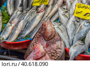 Various fish on the counter fish shop in Istanbul (2018 год). Редакционное фото, фотограф Анна Кривицкая / Фотобанк Лори